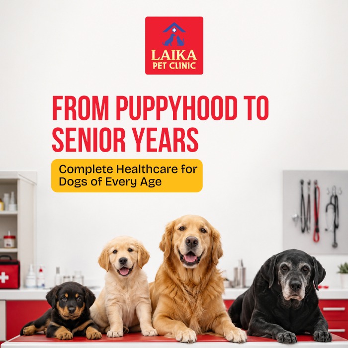 Dog Clinic in Vellore: A Complete Healthcare Guide for Dogs of Every Age