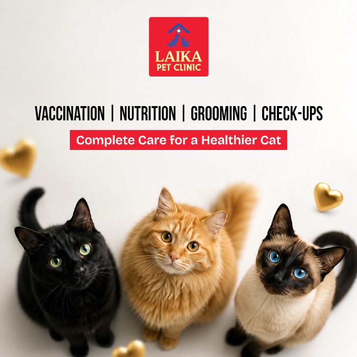 Complete Guide to Keeping Your Cat Healthy