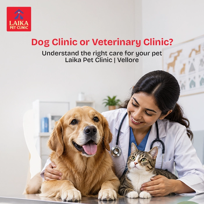Dog Clinic in Vellore vs Veterinary Clinic in Vellore: Which Is Best for Your Pet?