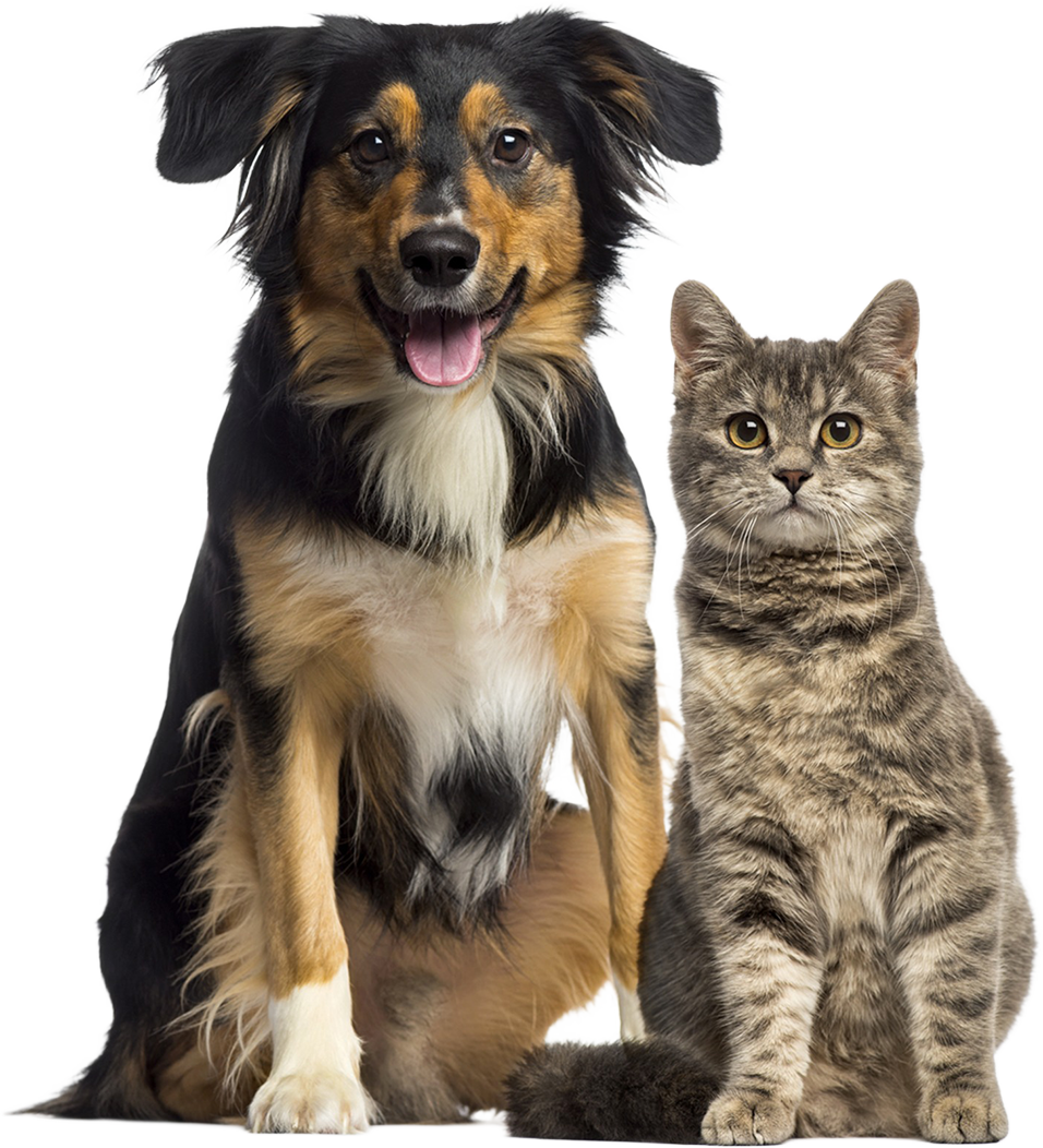 Best Pet Clinic in Vellore