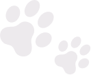 Best Pet Clinic in Vellore