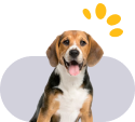 Best Pet Clinic in Vellore