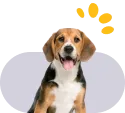 Best Pet Clinic in Vellore