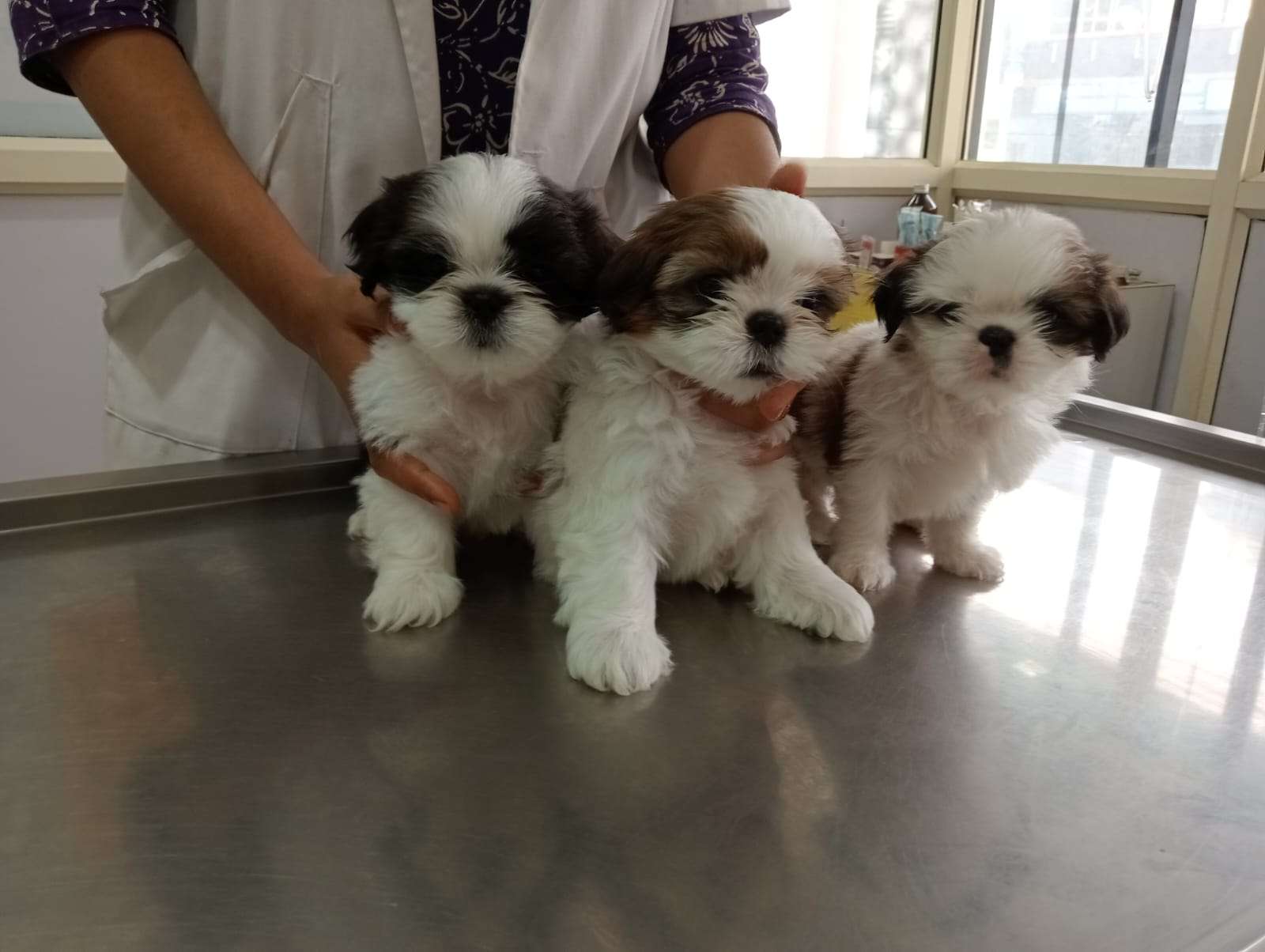 Laika Pet Care Clinic Video Tour