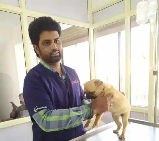 Dog and Cat Clinic Vellore