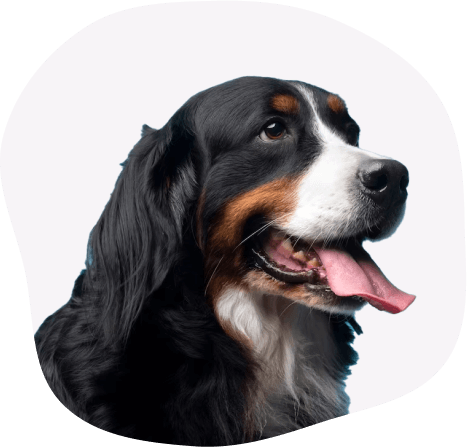 Dog and Cat Clinic Vellore